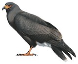 Snail Kite Illustration