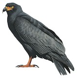 Slender-billed Kite Illustration