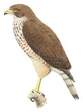 Roadside Hawk Illustration