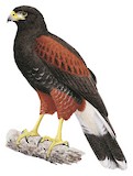 Harris's Hawk Illustration