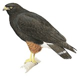 White-rumped Hawk Illustration