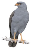 Plumbeous Hawk Illustration