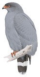 Slate-colored Hawk Illustration