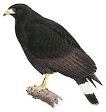 Common Black Hawk Illustration