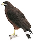 Cuban Black Hawk Illustration