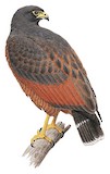 Rufous Crab Hawk Illustration