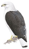 White-necked Hawk Illustration