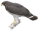 Barred Hawk Illustration