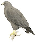 White-tailed Hawk Illustration