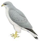 Variable Hawk Illustration