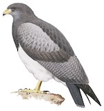 Black-chested Buzzard-Eagle Illustration