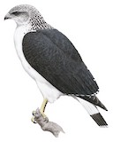 Grey-backed Hawk Illustration