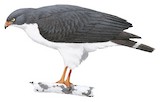 Semiplumbeous Hawk Illustration