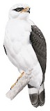 Black-faced Hawk Illustration