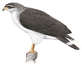 White-browed Hawk Illustration