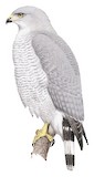 Grey-lined Hawk Illustration