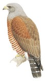 Ridgway's Hawk Illustration