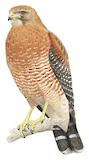 Red-shouldered Hawk Illustration