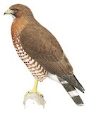 Broad-winged Hawk Illustration