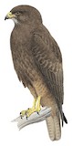 Hawaiian Hawk Illustration