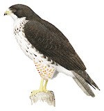 White-throated Hawk Illustration