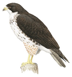 White-throated Hawk