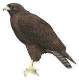 Short-tailed Hawk Illustration