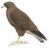 Swainson's Hawk Illustration