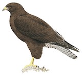 Galapagos Hawk Illustration