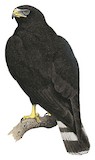 Zone-tailed Hawk Illustration