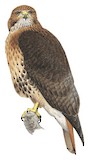 Red-tailed Hawk Illustration