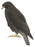 Rufous-tailed Hawk Illustration