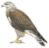 Rough-legged Buzzard Illustration