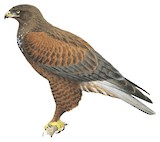 Ferruginous Hawk Illustration