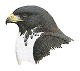 Augur Buzzard Illustration