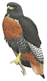 Jackal Buzzard Illustration