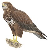 Cape Verde Buzzard Illustration