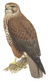 Eastern Buzzard Illustration