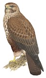 Himalayan Buzzard Illustration