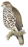 Mountain Buzzard Illustration