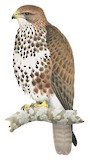 Forest Buzzard Illustration