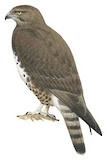 Madagascar Buzzard Illustration