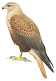 Long-legged Buzzard Illustration