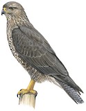 Socotra Buzzard Illustration