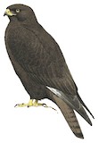 Upland Buzzard Illustration