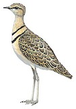 Double-banded Courser Illustration