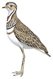 Three-banded Courser Illustration