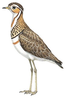 Rhinoptilus cinctus seebohmi