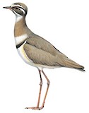 Bronze-winged Courser Illustration