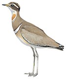 Jerdon's Courser Illustration